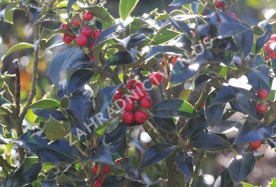 Cesmína modrá 'Blue Princess' - Ilex meserveae 'Blue Princess'