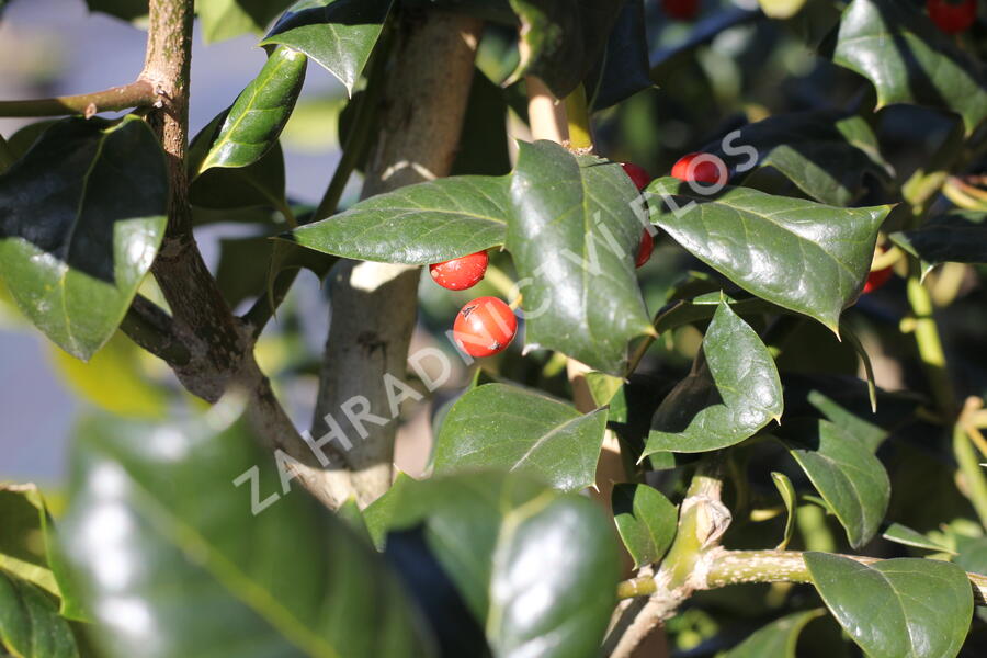 Cesmína obecná 'Nellie R. Stevens' - Ilex aquifolium 'Nellie R. Stevens'