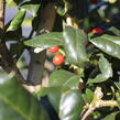 Cesmína obecná 'Nellie R. Stevens' - Ilex aquifolium 'Nellie R. Stevens'
