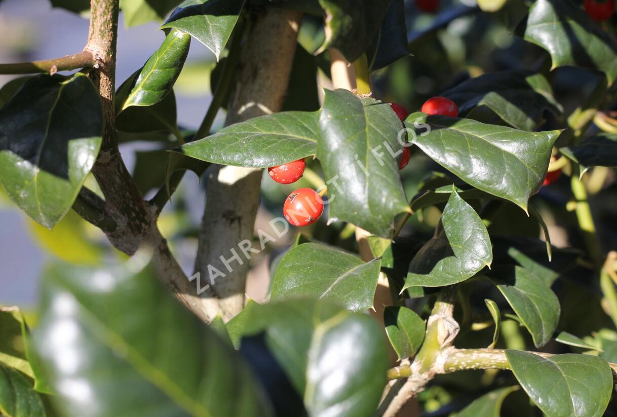 Cesmína obecná 'Nellie R. Stevens' - Ilex aquifolium 'Nellie R. Stevens'