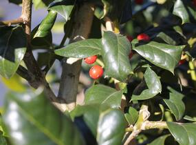 Cesmína obecná 'Nellie R. Stevens' - Ilex aquifolium 'Nellie R. Stevens'