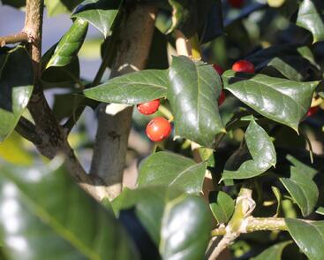 Cesmína obecná 'Nellie R. Stevens'