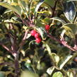 Cesmína obecná 'Silver van Tol' - Ilex aquifolium 'Silver van Tol'