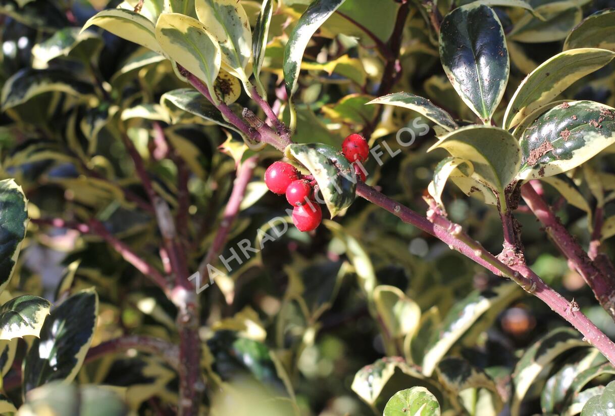 Cesmína obecná 'Silver van Tol' - Ilex aquifolium 'Silver van Tol'