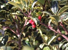 Cesmína obecná 'Silver van Tol' - Ilex aquifolium 'Silver van Tol'