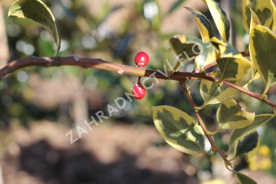 Cesmína obecná 'Golden van Tol' - Ilex aquifolium 'Golden van Tol'