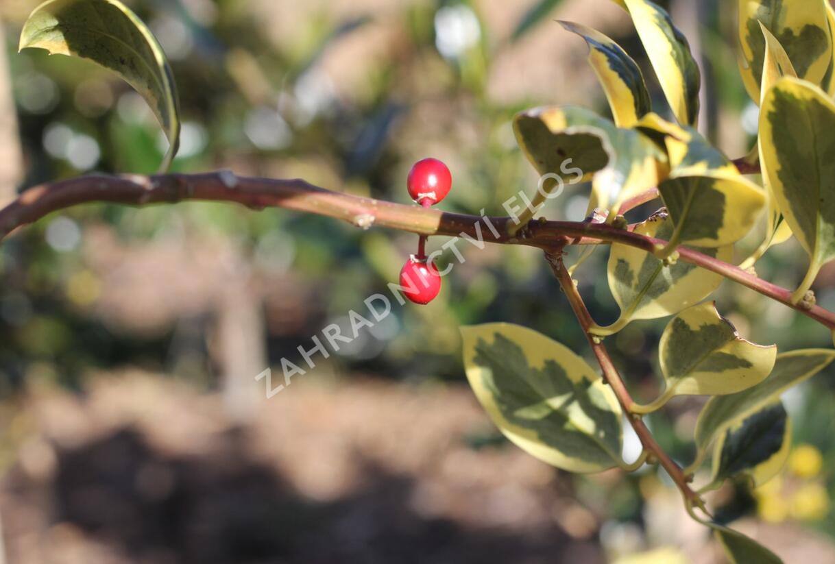 Cesmína obecná 'Golden van Tol' - Ilex aquifolium 'Golden van Tol'