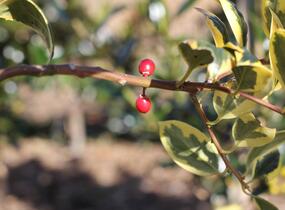 Cesmína obecná 'Golden van Tol' - Ilex aquifolium 'Golden van Tol'