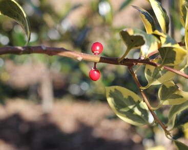 Cesmína obecná 'Golden van Tol'