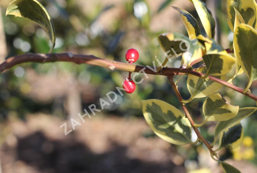 Cesmína obecná 'Golden van Tol' - Ilex aquifolium 'Golden van Tol'