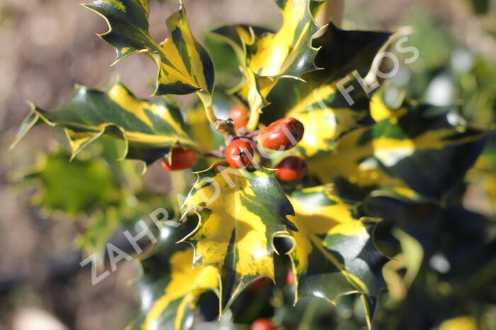 Cesmína obecná 'Golden Milkboy' - Ilex aquifolium 'Golden Milkboy'