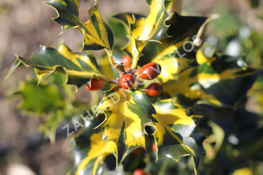 Cesmína obecná 'Golden Milkboy' - Ilex aquifolium 'Golden Milkboy'