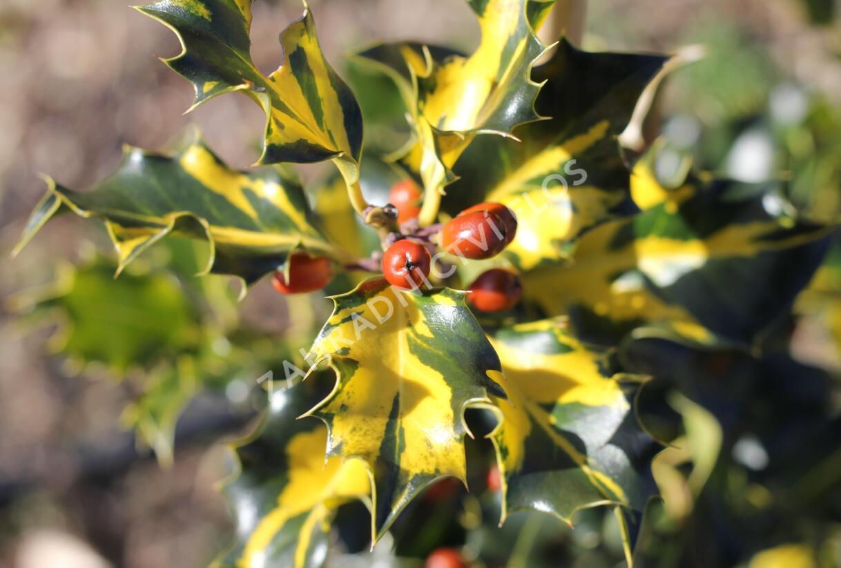 Cesmína obecná 'Golden Milkboy' - Ilex aquifolium 'Golden Milkboy'
