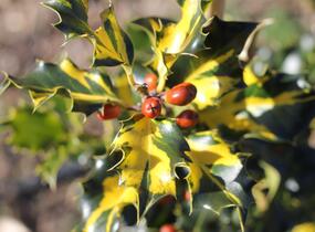 Cesmína obecná 'Golden Milkboy' - Ilex aquifolium 'Golden Milkboy'