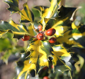 Cesmína obecná 'Golden Milkboy' - Ilex aquifolium 'Golden Milkboy'