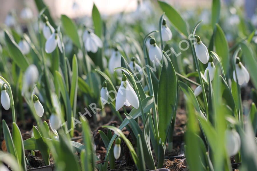 Sněženka Elwésova - Galanthus elwesii