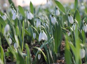 Sněženka Elwésova - Galanthus elwesii