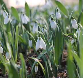 Sněženka Elwésova - Galanthus elwesii