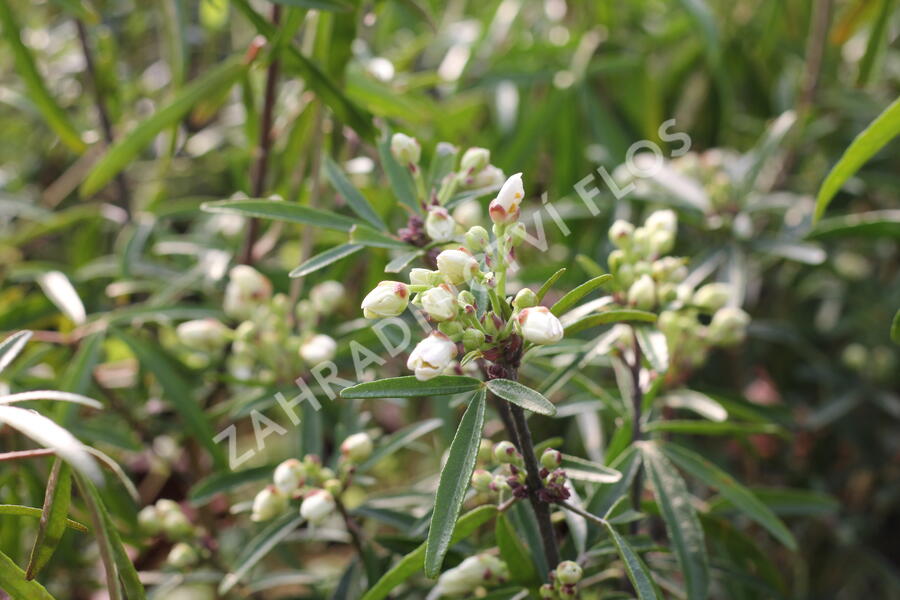 Choísie, mexický pomerančovník 'Aztec Pearl' - Choisya 'Aztec Pearl'