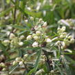 Choísie, mexický pomerančovník 'Aztec Pearl' - Choisya 'Aztec Pearl'