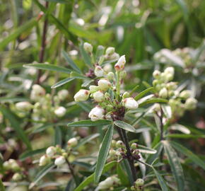 Choísie, mexický pomerančovník 'Aztec Pearl' - Choisya 'Aztec Pearl'