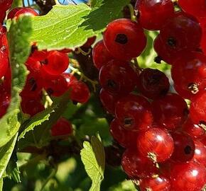 Rybíz červený 'Hron' - Ribes rubrum 'Hron'