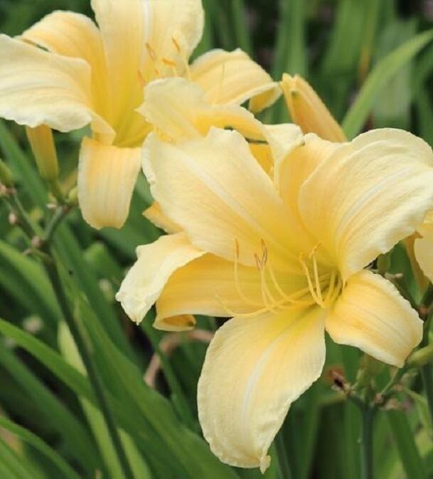 Denivka 'Cream Drop' - Hemerocallis 'Cream Drop'