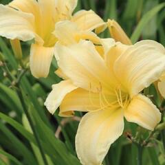 Denivka 'Cream Drop' - Hemerocallis 'Cream Drop'