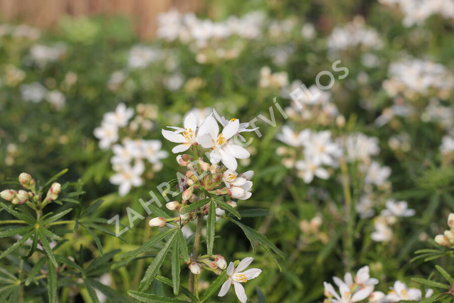 Choísie, mexický pomerančovník 'White Dazzler' - Choisya ternata 'White Dazzler'