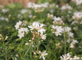 Choísie, mexický pomerančovník 'White Dazzler' - Choisya ternata 'White Dazzler'