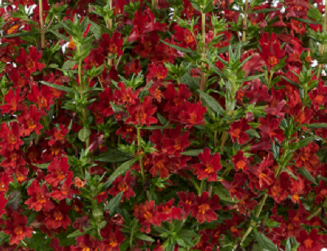 Kejklířka 'Mai Tai Red' - Mimulus x hybrida 'Mai Tai Red'