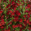 Kejklířka 'Mai Tai Red' - Mimulus x hybrida 'Mai Tai Red'