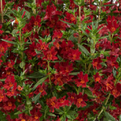 Kejklířka 'Mai Tai Red' - Mimulus x hybrida 'Mai Tai Red'