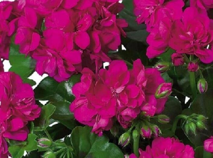 Muškát, pelargonie převislá plnokvětá 'Double Raspberry' - Pelargonium peltatum 'Double Raspberry'