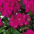 Muškát, pelargonie převislá plnokvětá 'Double Raspberry' - Pelargonium peltatum 'Double Raspberry'