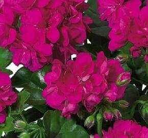 Muškát, pelargonie převislá plnokvětá 'Double Raspberry' - Pelargonium peltatum 'Double Raspberry'