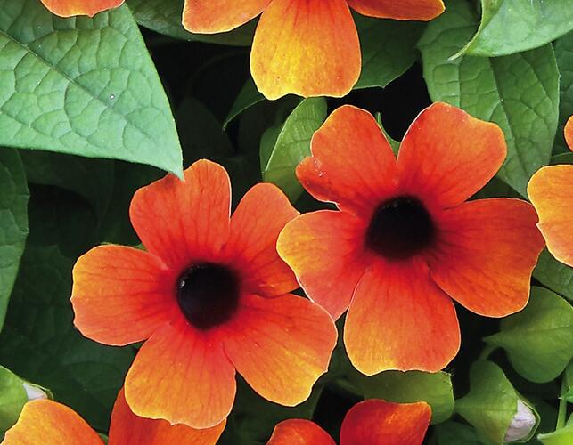 Smatavka, thunbergie křídlatá 'Sunny Susy Orange Eye' - Thunbergia alata 'Sunny Susy Orange Eye'