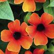 Smatavka, thunbergie křídlatá 'Sunny Susy Orange Eye' - Thunbergia alata 'Sunny Susy Orange Eye'