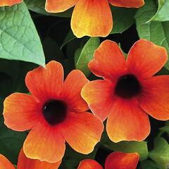 Smatavka, thunbergie křídlatá 'Sunny Susy Orange Eye' - Thunbergia alata 'Sunny Susy Orange Eye'