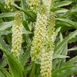Chocholatice tečkovaná - Eucomis comosa