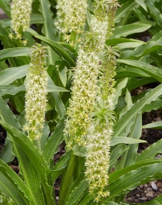 Chocholatice tečkovaná - Eucomis comosa