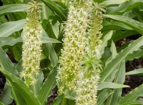 Chocholatice tečkovaná - Eucomis comosa