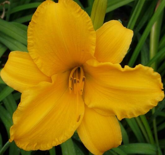 Denivka 'Gertrude Condon' - Hemerocallis 'Gertrude Condon'