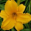 Denivka 'Gertrude Condon' - Hemerocallis 'Gertrude Condon'