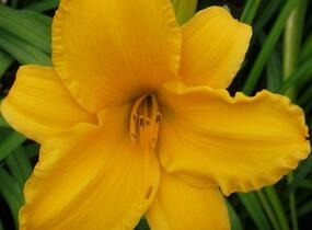 Denivka 'Gertrude Condon' - Hemerocallis 'Gertrude Condon'
