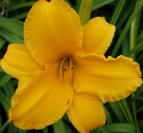 Denivka 'Gertrude Condon' - Hemerocallis 'Gertrude Condon'