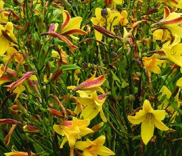 Denivka 'Lemon Bells' - Hemerocallis 'Lemon Bells'