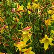 Denivka 'Lemon Bells' - Hemerocallis 'Lemon Bells'