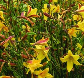 Denivka 'Lemon Bells' - Hemerocallis 'Lemon Bells'