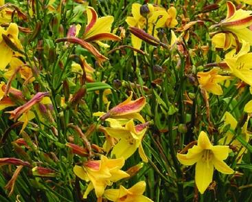 Denivka 'Lemon Bells'